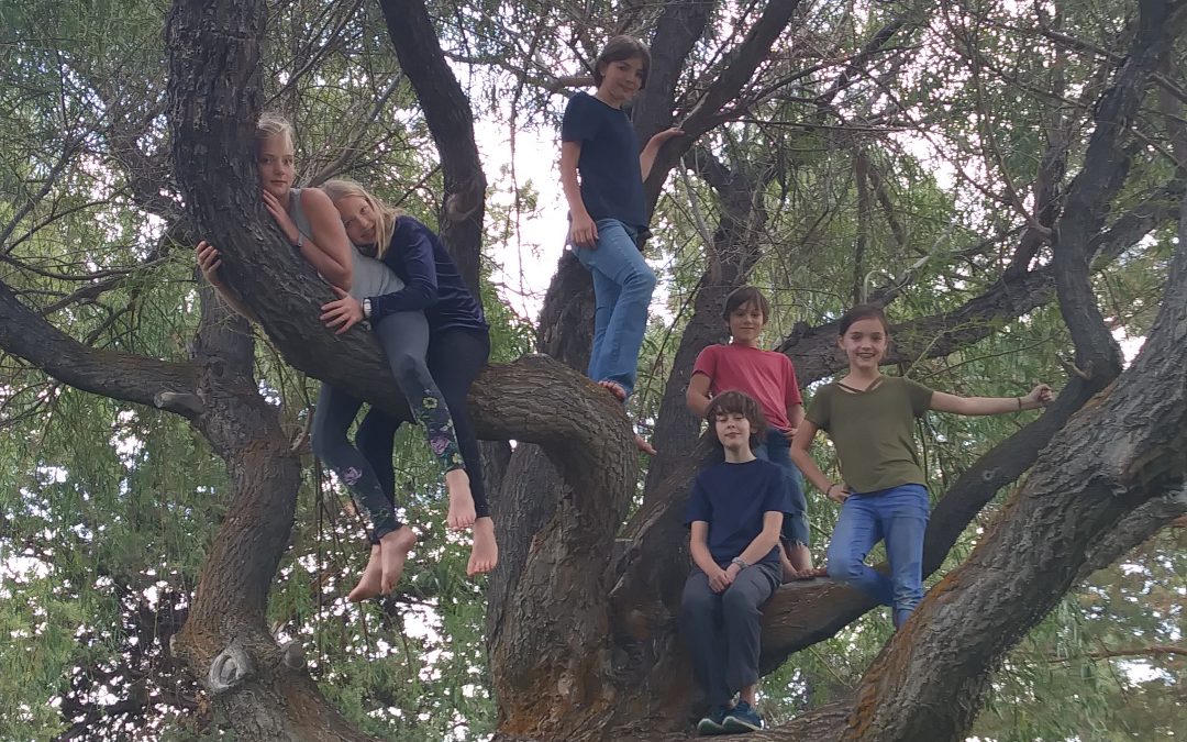 5th grade curriculum highlight – Botany